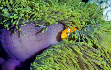 Diving In Maldives Feb March 2007.