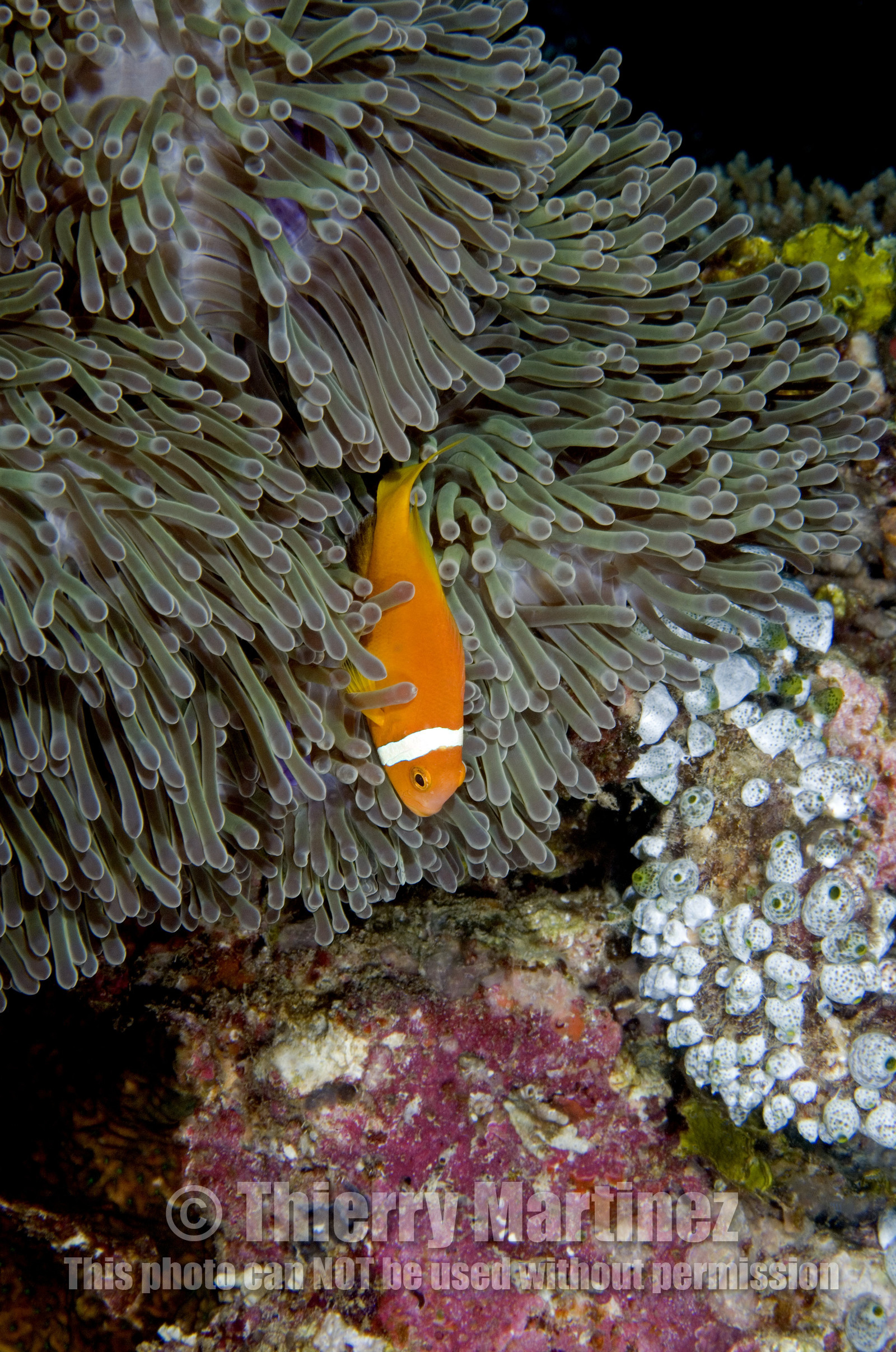 Diving In Maldives Feb March 2007.