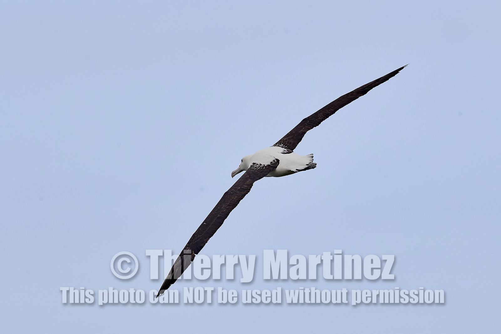 18_025399-Royal Alabtros