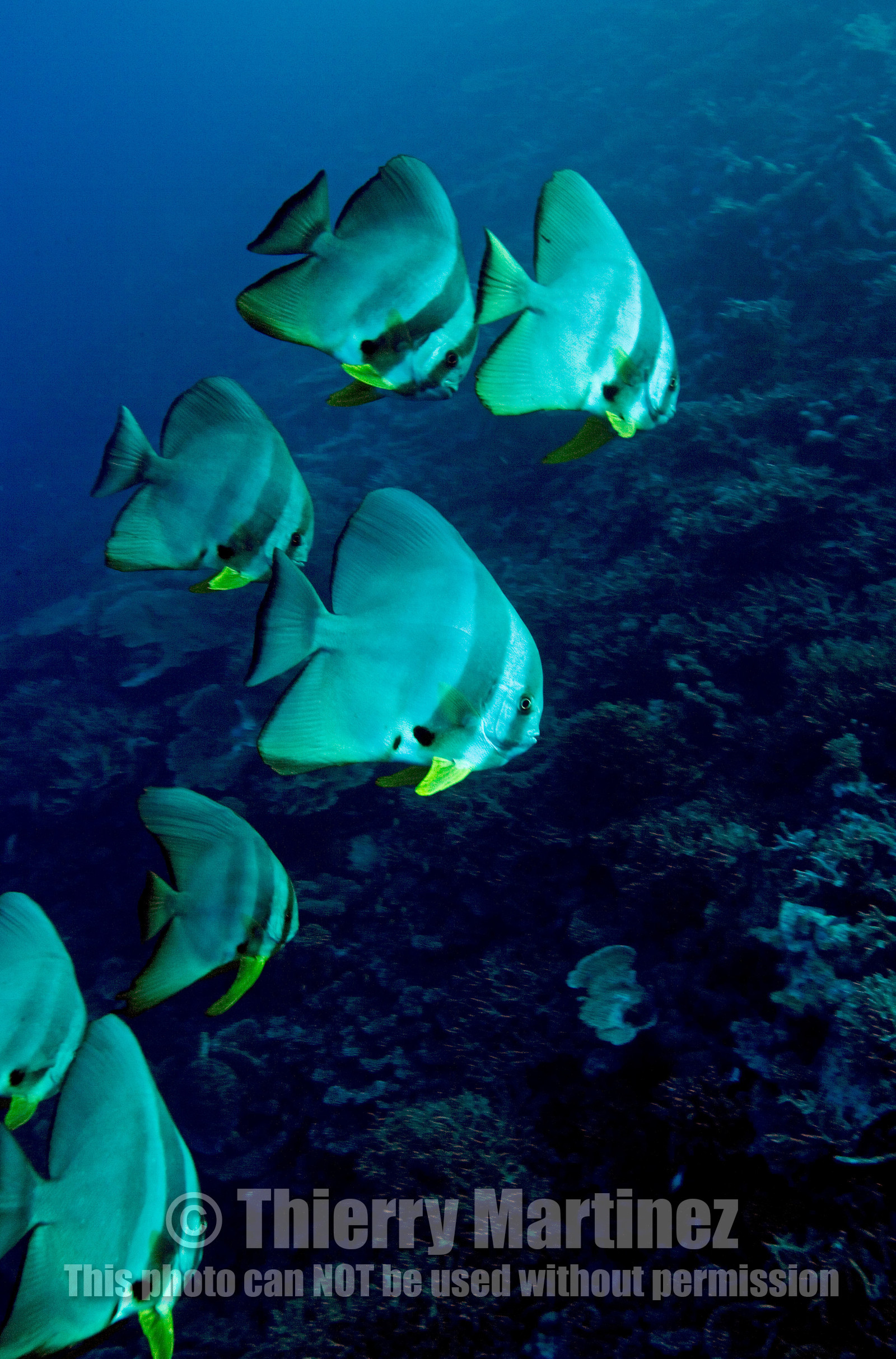 Diving In Maldives Feb March 2007.