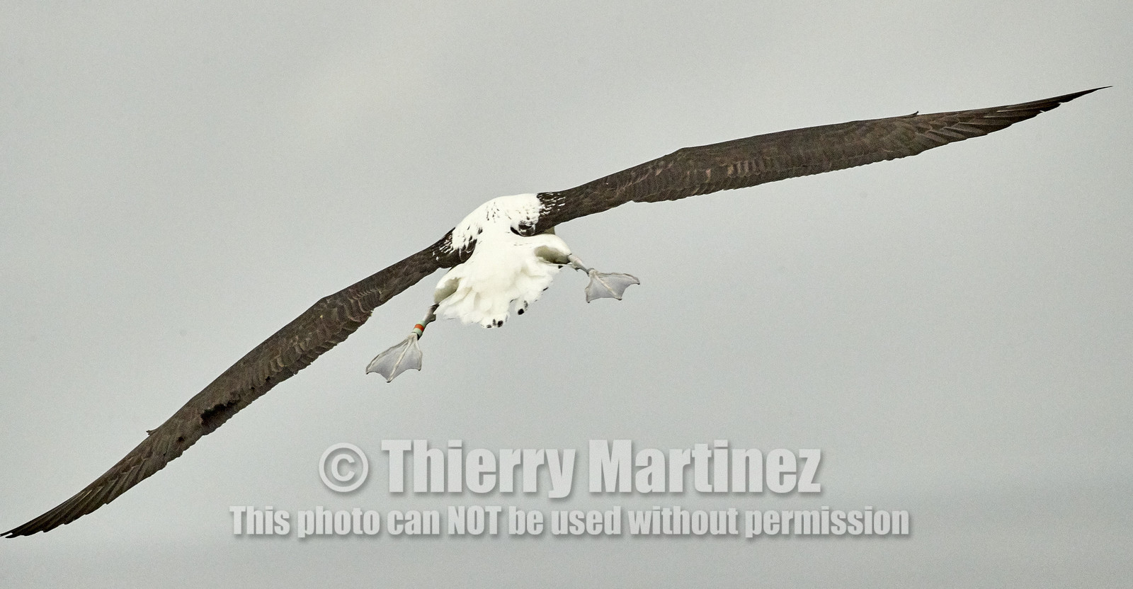 18_026284-Royal Alabtros