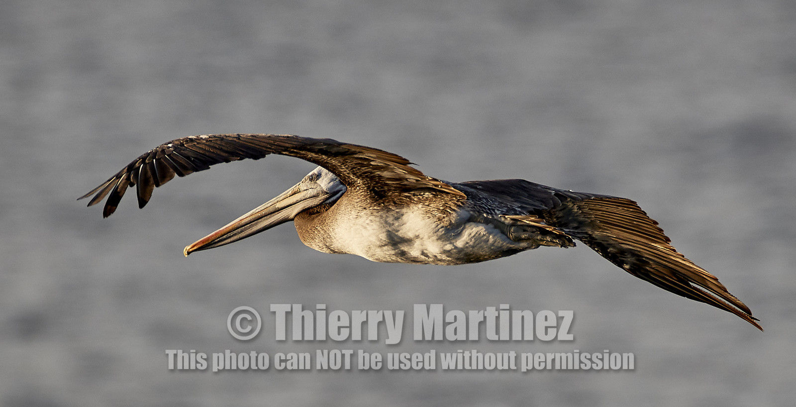 THM-18_043194_ZAPALLAR