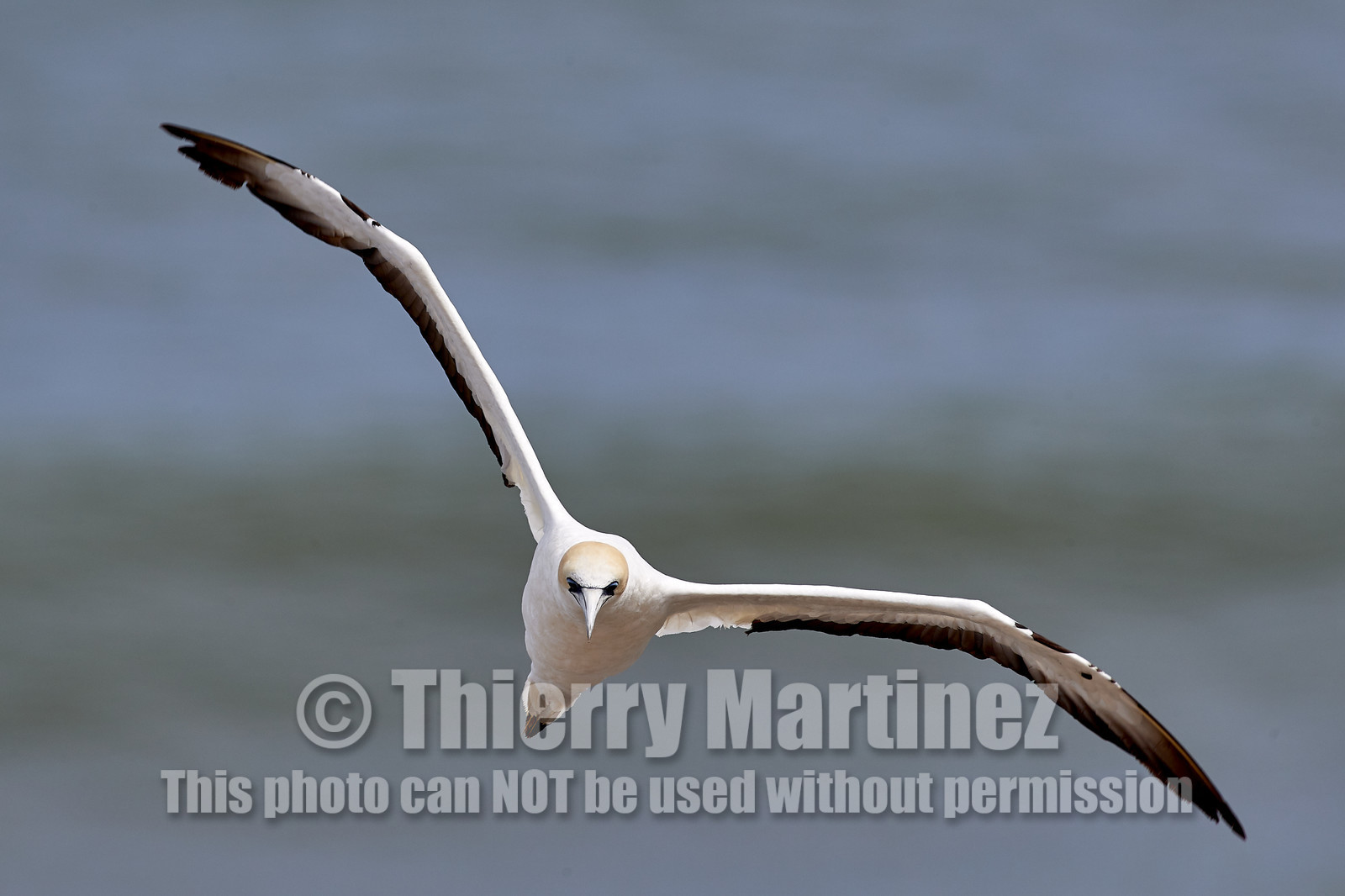 18_029383  ©ThMartinez Sea&Co.  MURIWAI BEACH - NORTH ISLAND. NEW ZEALAND . 11 March  2018. .Gannet ..