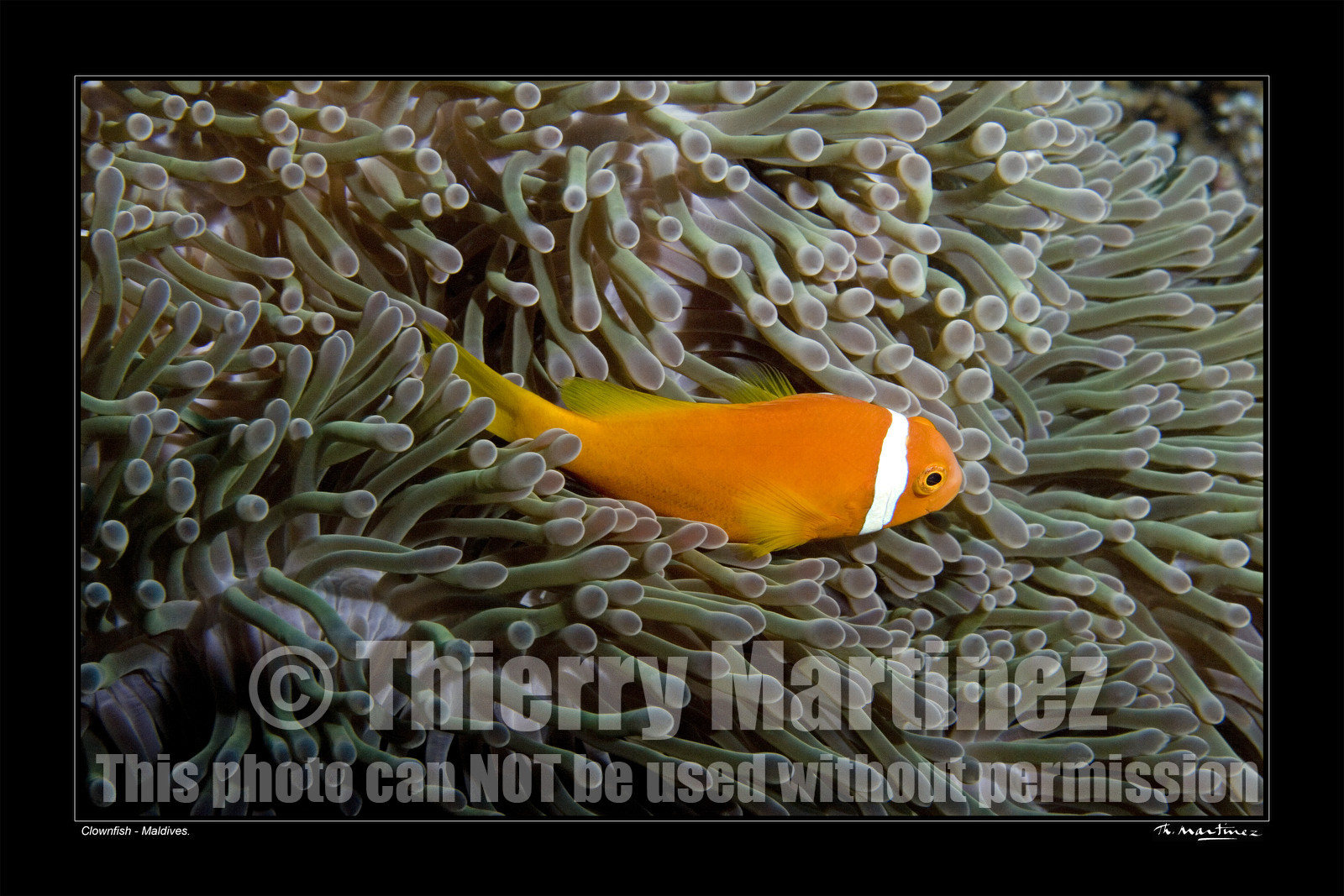 07_04536-clownfish fond noir-.jpg