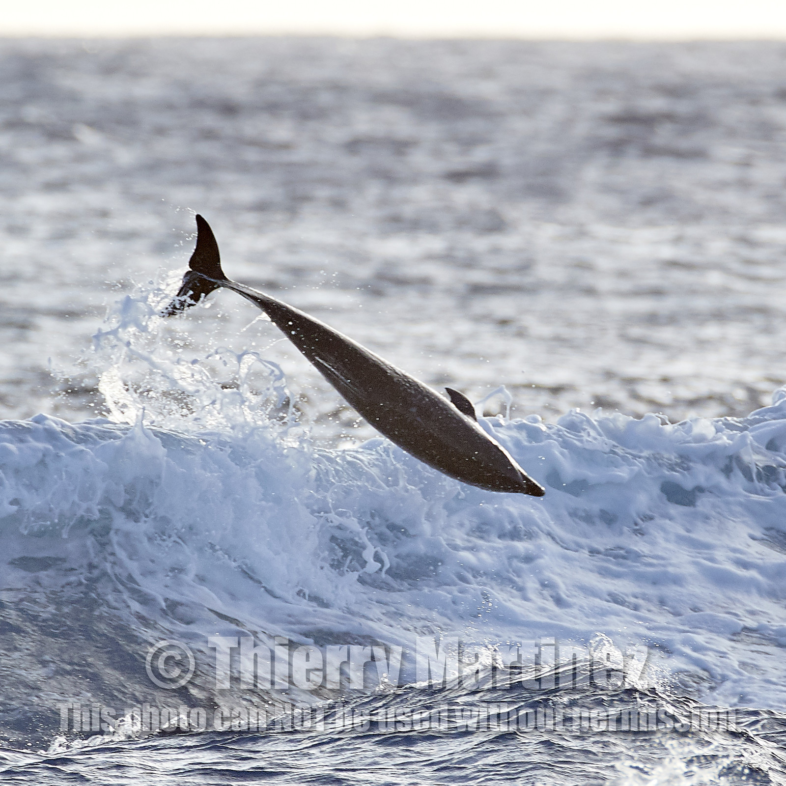 THM-18_039018_RANGIROA