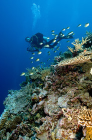 Diving In Maldives Feb March 2007.
