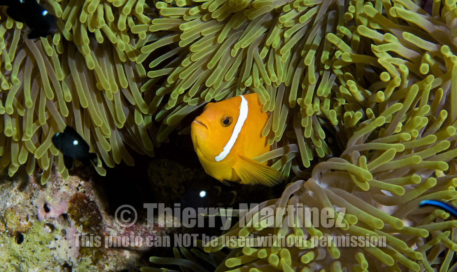 Diving In Maldives Feb March 2007.