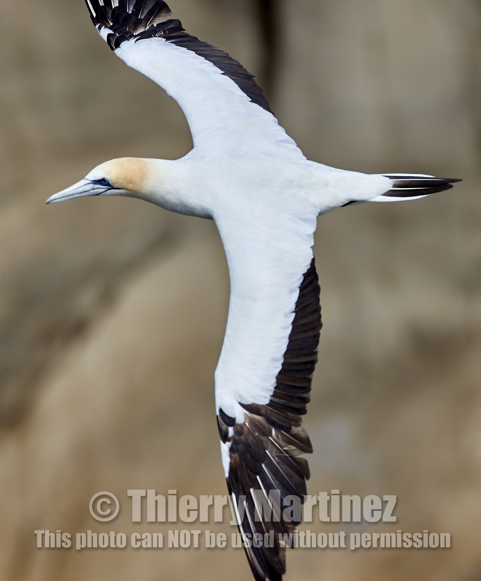 18_029148  ©ThMartinez Sea&Co.  MURIWAI BEACH - NORTH ISLAND. NEW ZEALAND . 11 March  2018. .Gannet ..