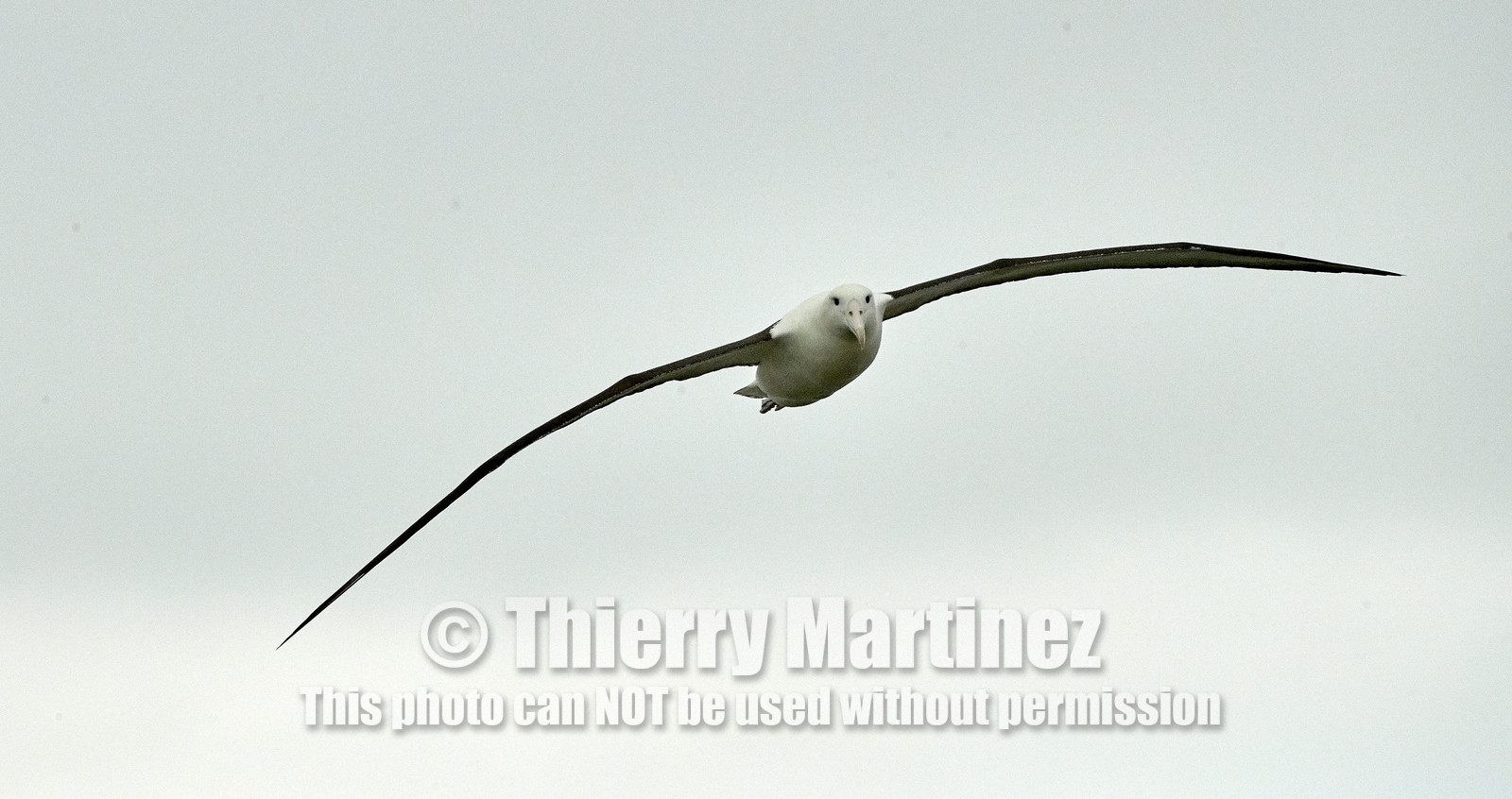 18_025684-Royal Alabtros