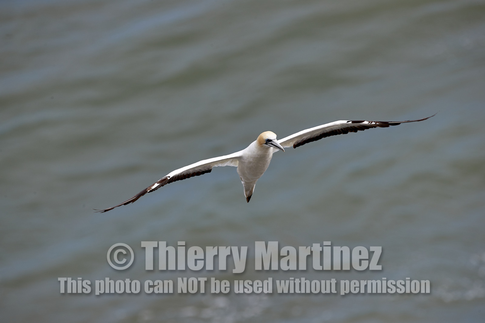 18_029407  ©ThMartinez Sea&Co.  MURIWAI BEACH - NORTH ISLAND. NEW ZEALAND . 11 March  2018. .Gannet ..