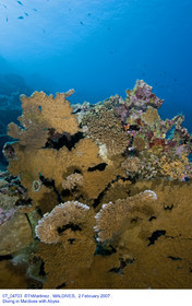 Diving In Maldives Feb March 2007.