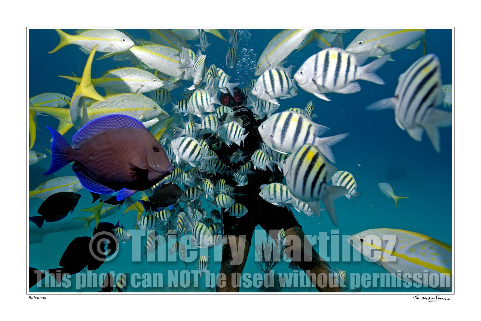 Photo disponible en tirage photo Fine Art,tirage original limités à 30 exemplaires.Chaque tirage est numéroté avec certificat d’authenticité signé.Pour choisir le format et support merci d'utiliser le caddie à coté de la photo.Formats disponibles : Tirage sur papier ( tirage seul) :  30x45 cm   40x60 cm  60x90 cm. Vous pouvez choisir le tirage avec un fond blanc ou noir , à votre convenance. Tirage sur papier contrecollé sur Dibond ( pas de bord blanc ou noir autour de l'image), avec système d'attache au dos:  30x45 cm   40x60 cm  50x75 cm  80x120cm.Tirage sur toile ( Canvas) monté sur chassis bois (pas de bord blanc ou noir autour de l'image), avec système d'attache au dos :  50x75 cm  80x120cm.Expédition ( Dans le monde entier): Colissimo (assurance) avec signature à réception. 48h pour la France métropolitaine.Il est possible de récupérer les tirages à La Galerie du Golfe (sans frais d'expèdition).Conditionnement tirages seuls: tube cylindrique renforcé + boite.