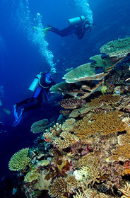 Diving In Maldives Feb March 2007.