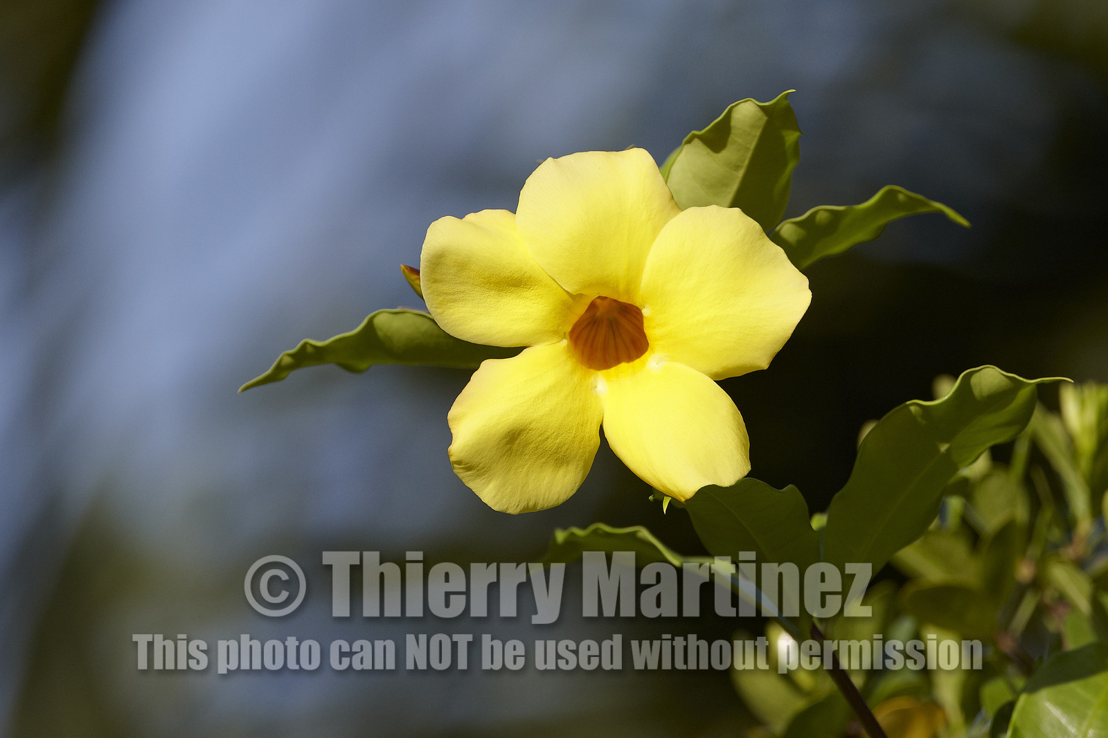 15_023495  ©ThMartinez Sea&Co.  HUAHINE - ILES SOUS LE VENT. POLYNESIE FRANCAISE . 31 January 2015. .Village de FARE.