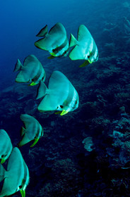 Diving In Maldives Feb March 2007.