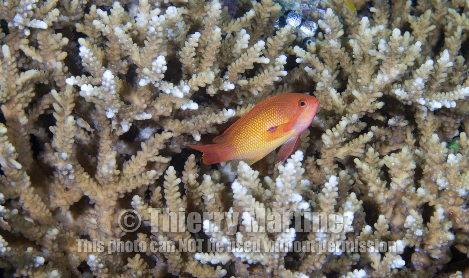 Diving In Maldives Feb March 2007.