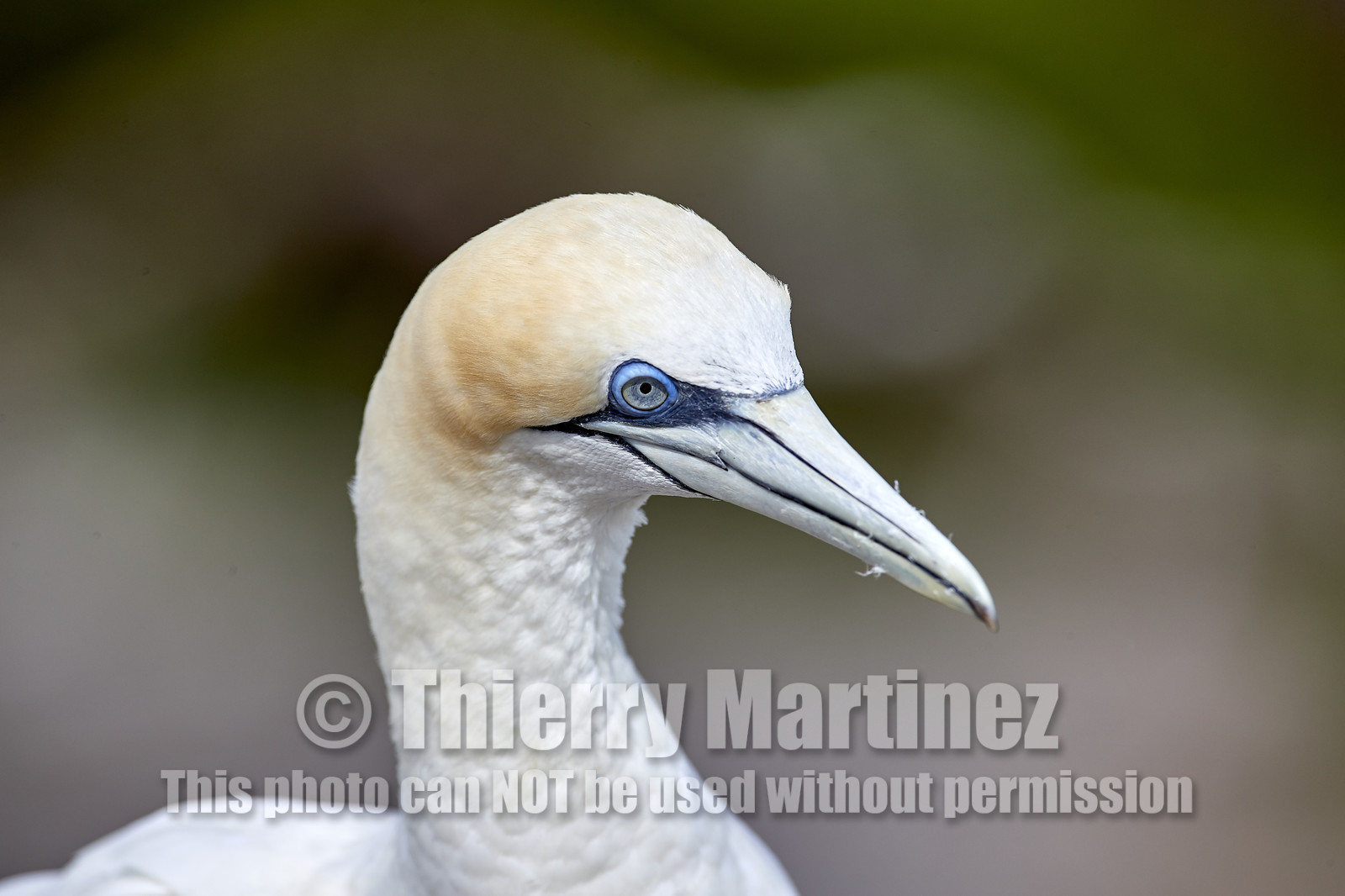 18_029509  ©ThMartinez Sea&Co.  MURIWAI BEACH - NORTH ISLAND. NEW ZEALAND . 11 March  2018. .Gannet ..
