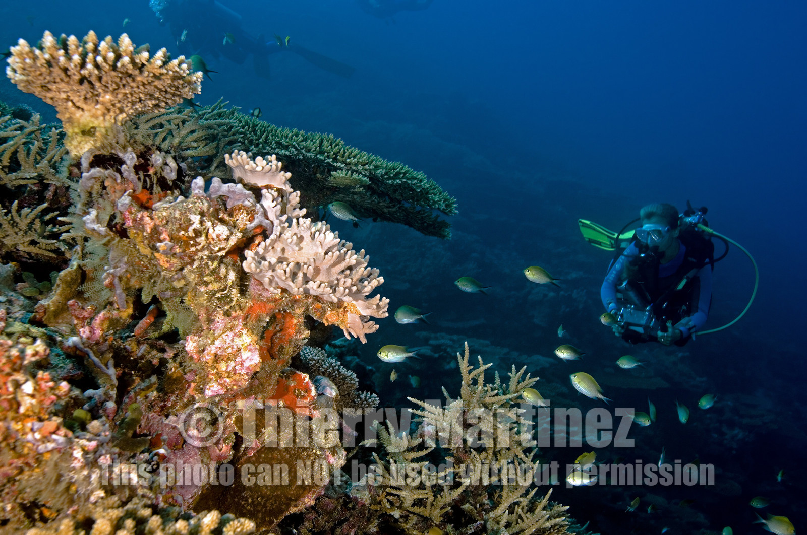 Diving In Maldives Feb March 2007.