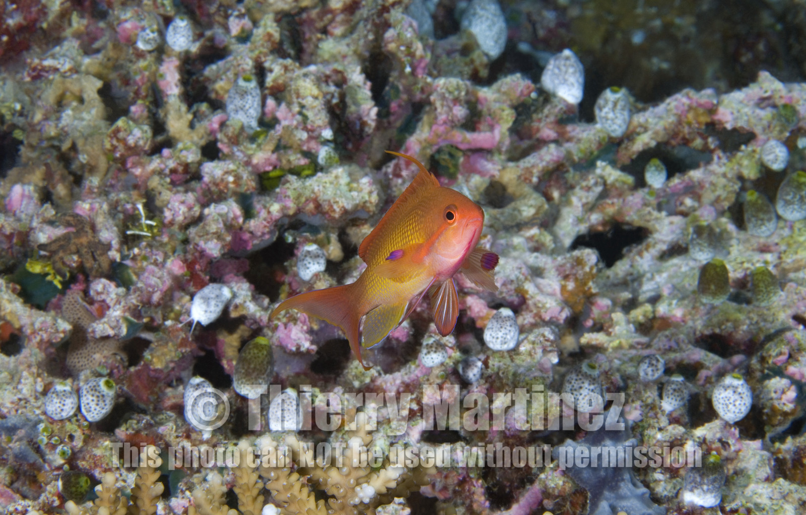 Diving In Maldives Feb March 2007.