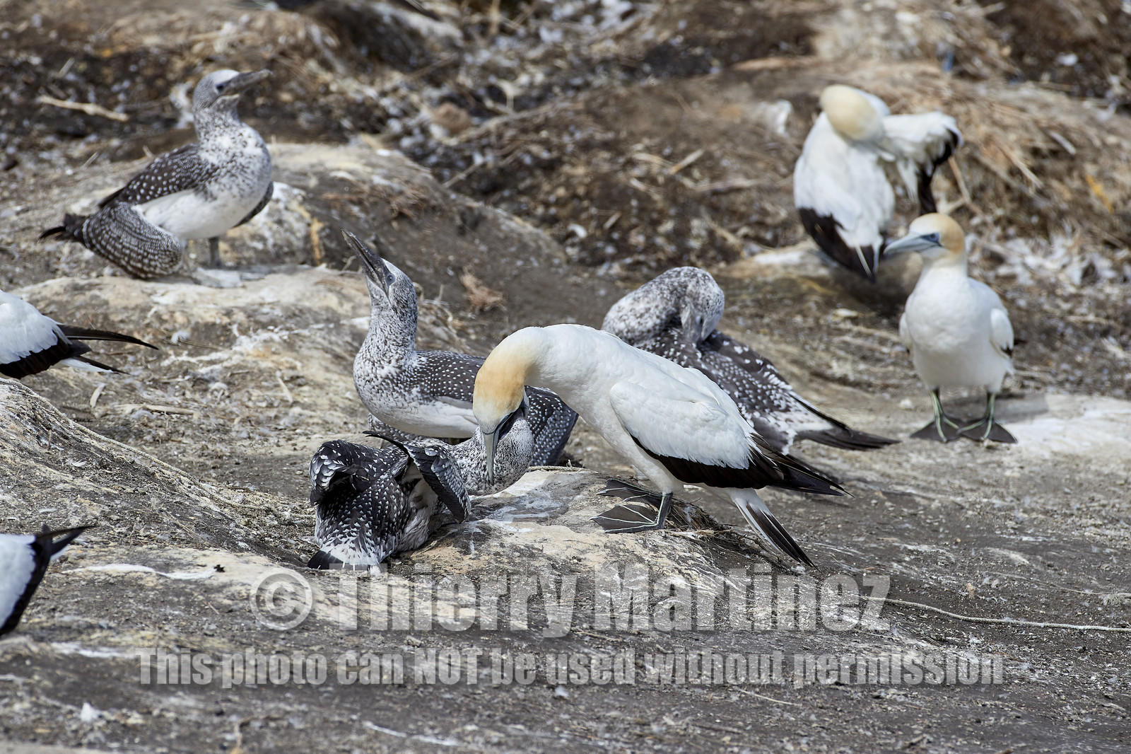 18_029475  ©ThMartinez Sea&Co.  MURIWAI BEACH - NORTH ISLAND. NEW ZEALAND . 11 March  2018. .Gannet ..