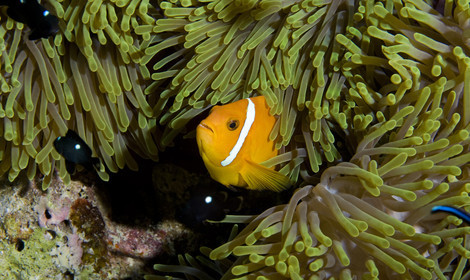 Diving In Maldives Feb March 2007.