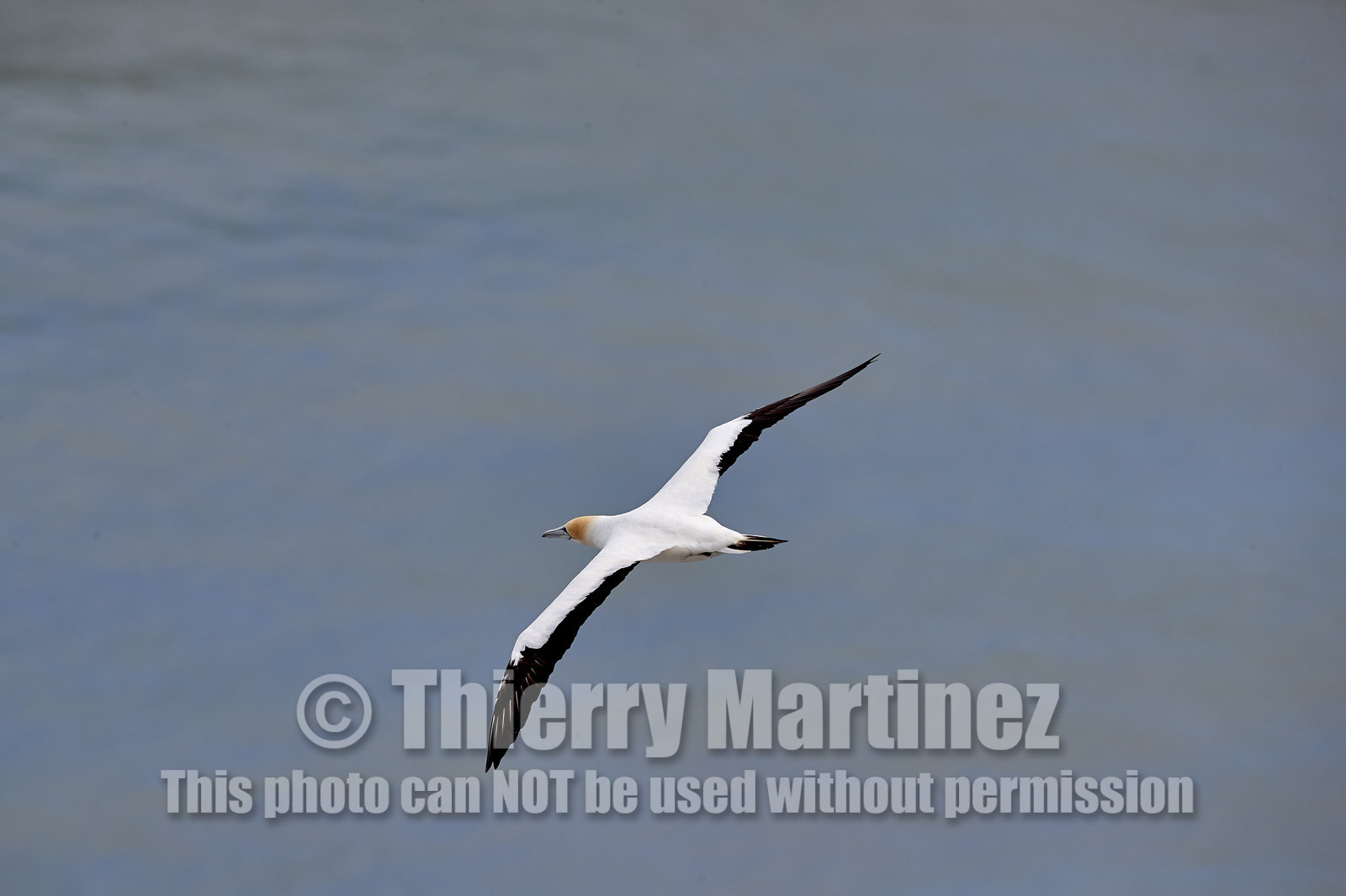 18_029091  ©ThMartinez Sea&Co.  MURIWAI BEACH - NORTH ISLAND. NEW ZEALAND . 11 March  2018. .Gannet ..