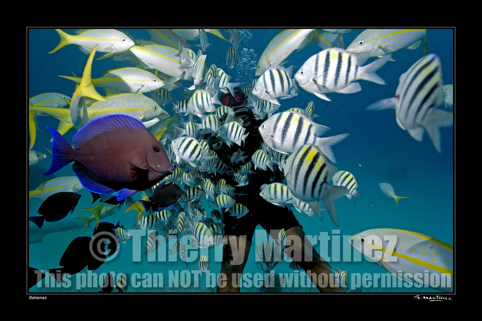 Photo disponible en tirage photo Fine Art,tirage original limités à 30 exemplaires.Chaque tirage est numéroté avec certificat d’authenticité signé.Pour choisir le format et support merci d'utiliser le caddie à coté de la photo.Formats disponibles : Tirage sur papier ( tirage seul) :  30x45 cm   40x60 cm  60x90 cm. Vous pouvez choisir le tirage avec un fond blanc ou noir , à votre convenance. Tirage sur papier contrecollé sur Dibond ( pas de bord blanc ou noir autour de l'image), avec système d'attache au dos:  30x45 cm   40x60 cm  50x75 cm  80x120cm.Tirage sur toile ( Canvas) monté sur chassis bois (pas de bord blanc ou noir autour de l'image), avec système d'attache au dos :  50x75 cm  80x120cm.Expédition ( Dans le monde entier): Colissimo (assurance) avec signature à réception. 48h pour la France métropolitaine.Il est possible de récupérer les tirages à La Galerie du Golfe (sans frais d'expèdition).Conditionnement tirages seuls: tube cylindrique renforcé + boite.