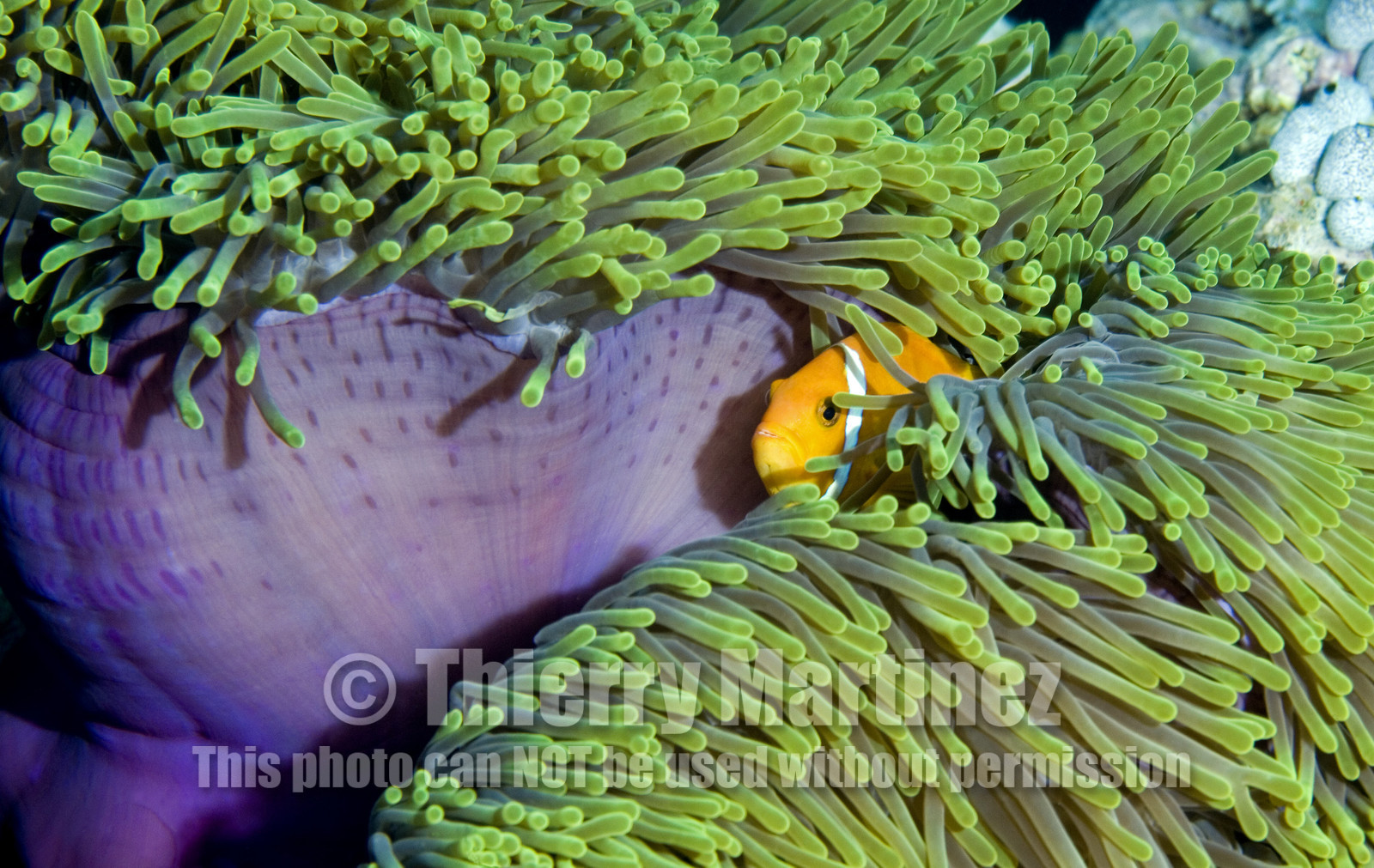 Diving In Maldives Feb March 2007.