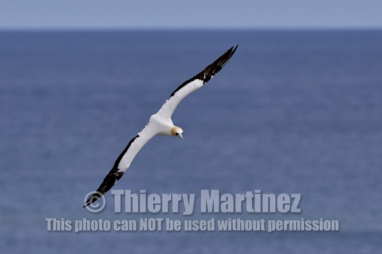 18_029369  ©ThMartinez Sea&Co.  MURIWAI BEACH - NORTH ISLAND. NEW ZEALAND . 11 March  2018. .Gannet ..