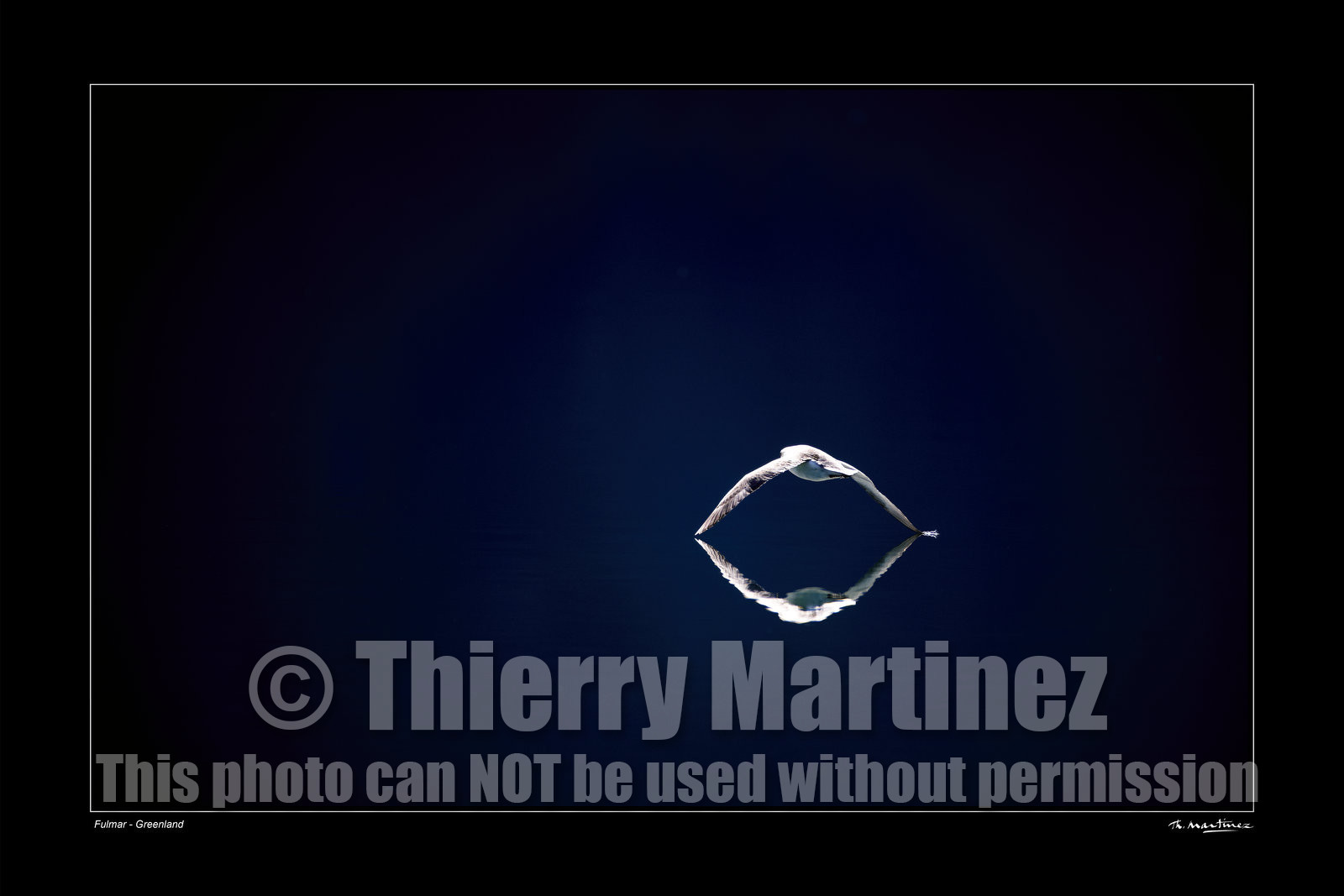 FULMAR - GROENLAND.Photo disponible en tirage photo Fine Art,tirage original limités à 30 exemplaires.Chaque tirage est numéroté avec certificat d’authenticité signé.Pour choisir le format et support merci d'utiliser le caddie à coté de la photo.Formats disponibles : Tirage sur papier ( tirage seul) :  30x45 cm   40x60 cm  60x90 cm. Vous pouvez choisir le tirage avec un fond blanc ou noir , à votre convenance. Tirage sur papier contrecollé sur Dibond ( pas de bord blanc ou noir autour de l'image), avec système d'attache au dos:  30x45 cm   40x60 cm  50x75 cm  80x120cm.Tirage sur toile ( Canvas) monté sur chassis bois (pas de bord blanc ou noir autour de l'image), avec système d'attache au dos :  50x75 cm  80x120cm.Expédition ( Dans le monde entier): Colissimo (assurance) avec signature à réception. 48h pour la France métropolitaine.Il est possible de récupérer les tirages à La Galerie du Golfe (sans frais d'expèdition).Conditionnement tirages seuls: tube cylindrique renforcé + boite.