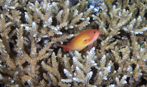 Diving In Maldives Feb March 2007.