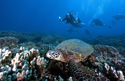 Diving in Maui HAWAII - USA . Jan 2007.