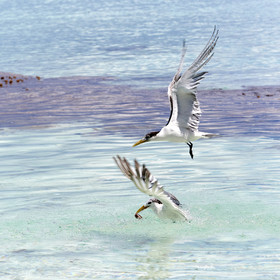 THM-18_040980_FAKARAVA