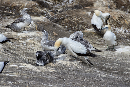 18_029475  ©ThMartinez Sea&Co.  MURIWAI BEACH - NORTH ISLAND. NEW ZEALAND . 11 March  2018. .Gannet ..