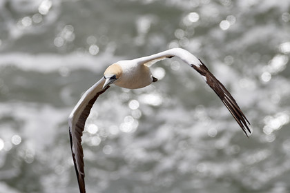 18_030435  ©ThMartinez Sea&Co.  MURIWAI BEACH - NORTH ISLAND. NEW ZEALAND . 11 March  2018. .Gannet ..