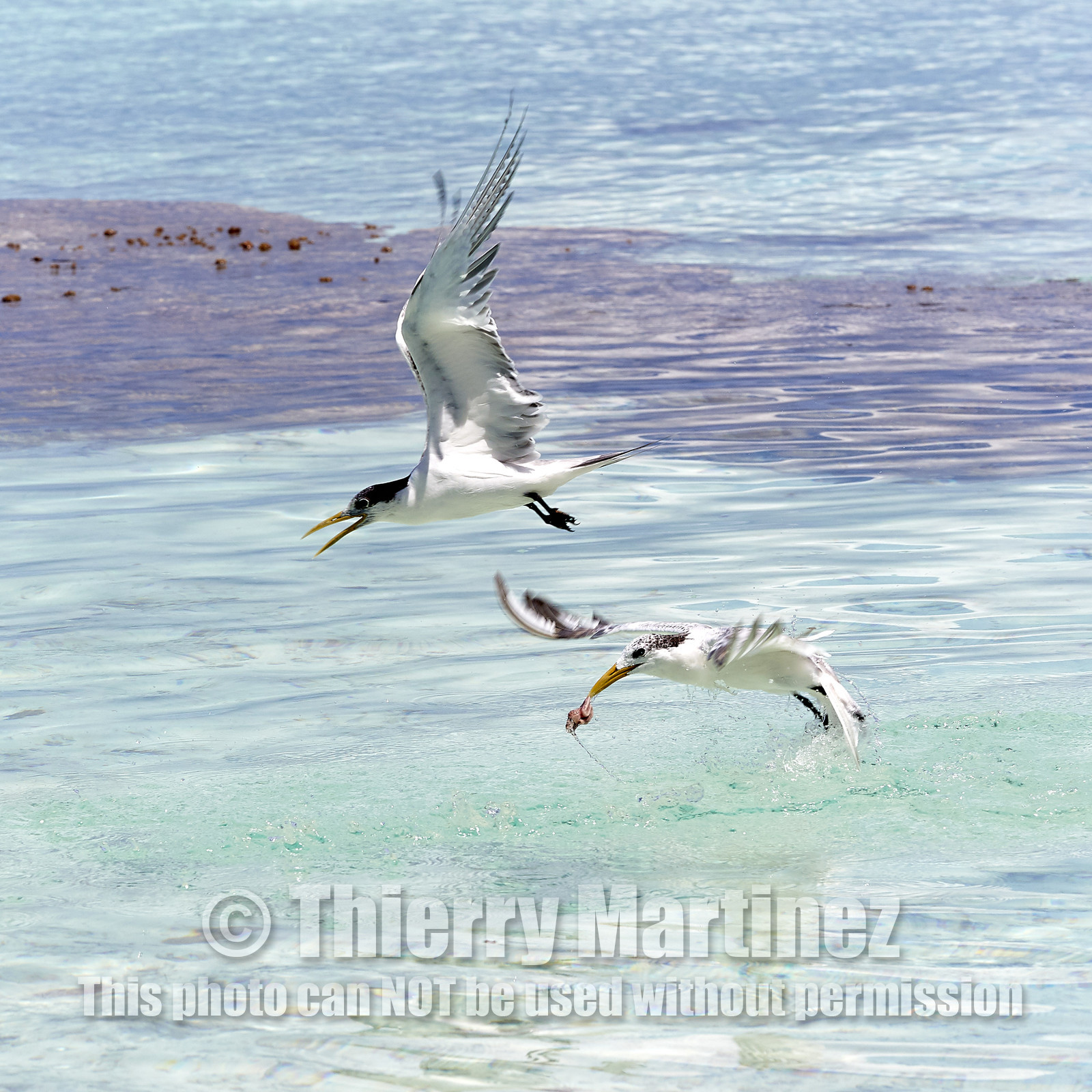 THM-18_040982_FAKARAVA