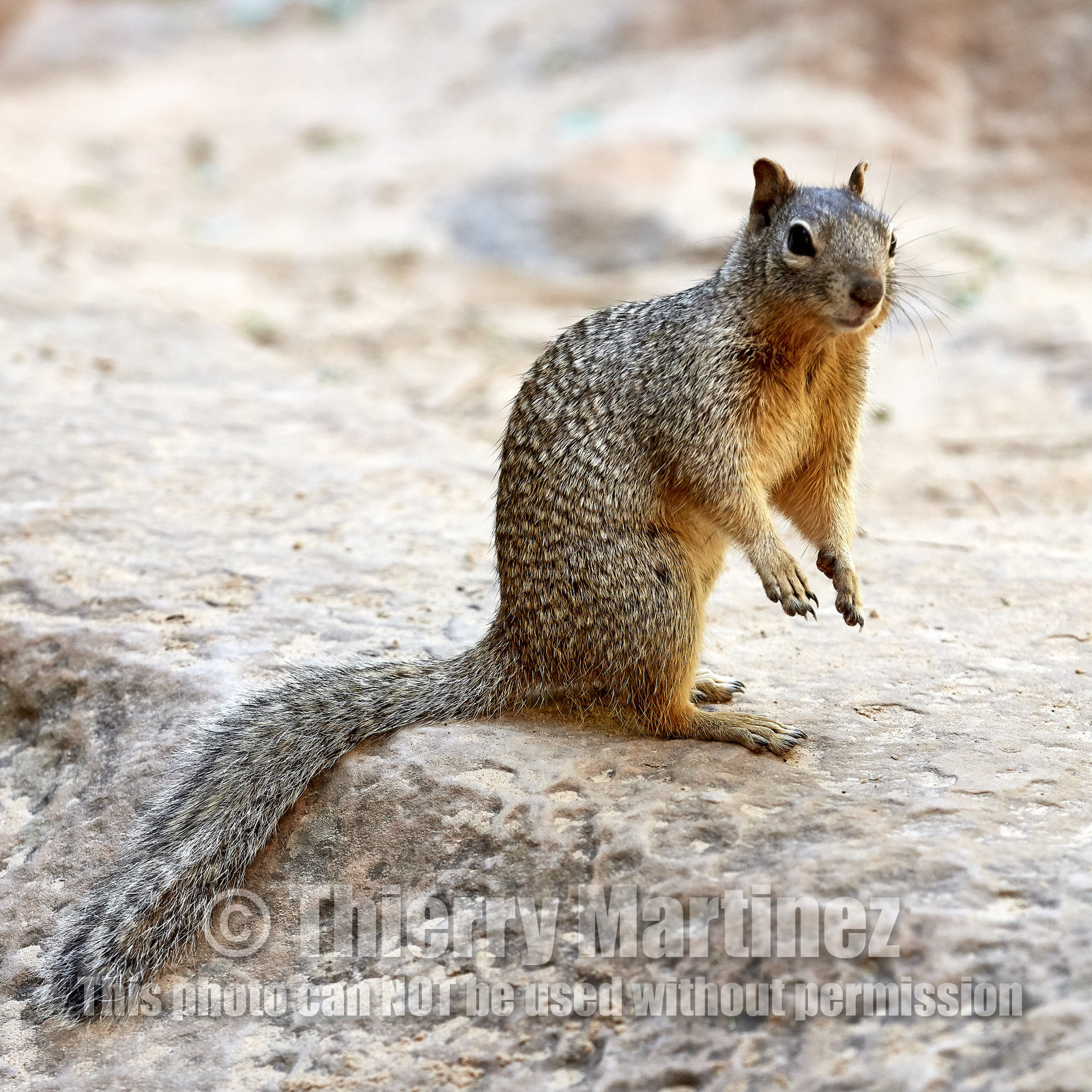 THM-18_052402-ZION Canyon