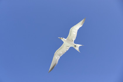 THM-18_041127_FAKARAVA