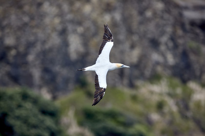 18_029250  ©ThMartinez Sea&Co.  MURIWAI BEACH - NORTH ISLAND. NEW ZEALAND . 11 March  2018. .Gannet ..