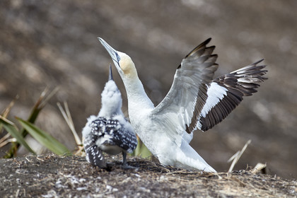 18_029831  ©ThMartinez Sea&Co.  MURIWAI BEACH - NORTH ISLAND. NEW ZEALAND . 11 March  2018. .Gannet ..