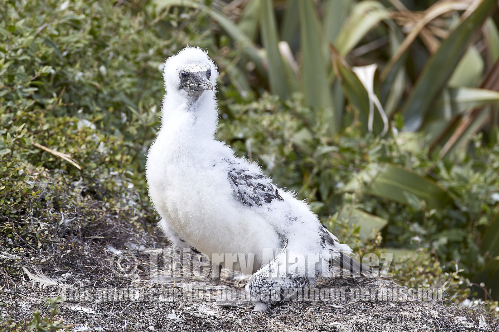 18_028866  ©ThMartinez Sea&Co.  MURIWAI BEACH - NORTH ISLAND. NEW ZEALAND . 11 March  2018. .Gannet ..