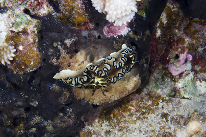DIVING in Hawaii.