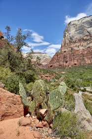 THM-18_052683-ZION Canyon