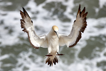 18_029161  ©ThMartinez Sea&Co.  MURIWAI BEACH - NORTH ISLAND. NEW ZEALAND . 11 March  2018. .Gannet ..