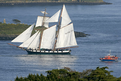 Semaine du Golfe 2015. Parade d'arrivée de la flotte.