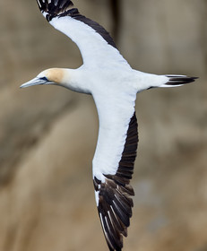 18_029148  ©ThMartinez Sea&Co.  MURIWAI BEACH - NORTH ISLAND. NEW ZEALAND . 11 March  2018. .Gannet ..