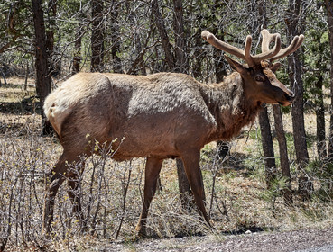 THM-18_058084-GRAND CANYON