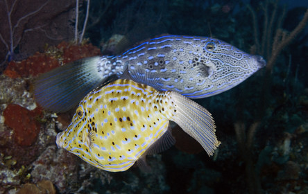 DIVING IN BAHAMAS- JAN 2007