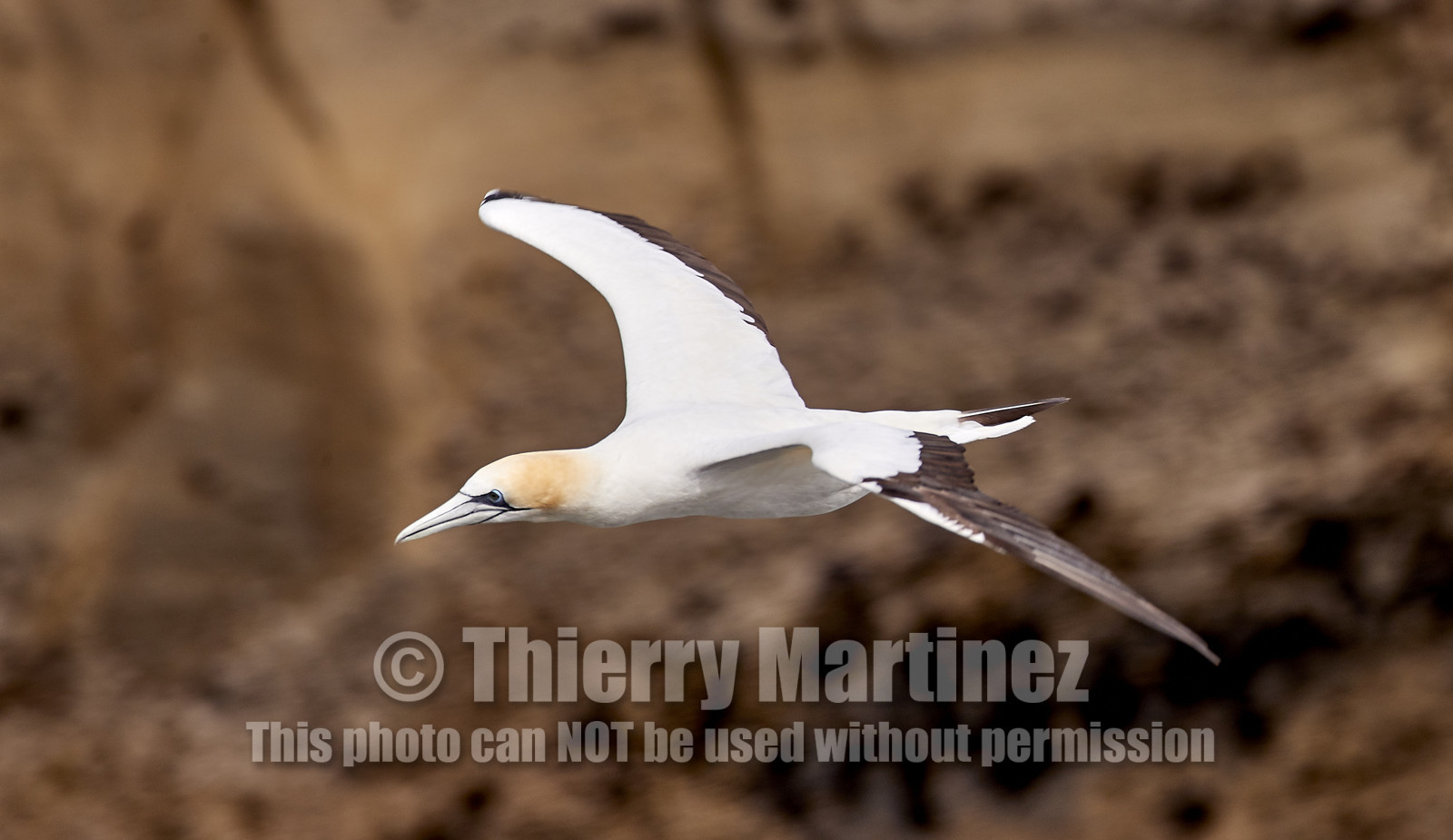 18_029072  ©ThMartinez Sea&Co.  MURIWAI BEACH - NORTH ISLAND. NEW ZEALAND . 11 March  2018. .Gannet ..